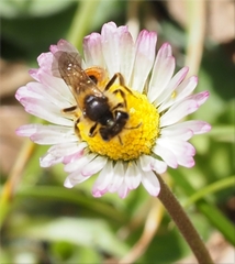Andrena pellucens