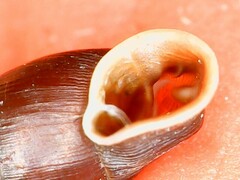 Clausilia rugosa parvula