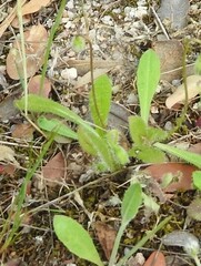 Leontodon longirostris