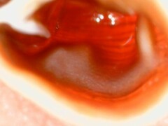 Clausilia rugosa parvula