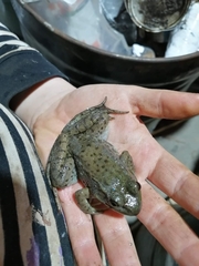 Lithobates