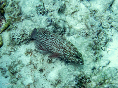 Cephalopholis cruentata