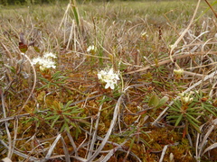 Rhododendron tomentosum