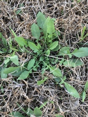 Berlandiera subacaulis