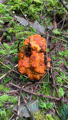 Hypomyces lactifluorum