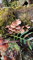 Scytinotus longinquus