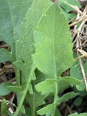 Berlandiera subacaulis