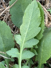 Berlandiera subacaulis