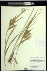 Carex schweinitzii