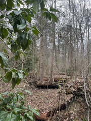 Liriodendron tulipifera