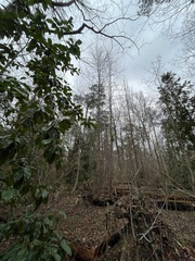 Liriodendron tulipifera