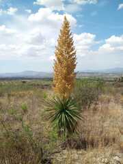 Nolina parviflora