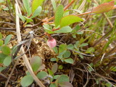 Vaccinium uliginosum