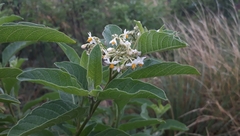 Solanum argentinum