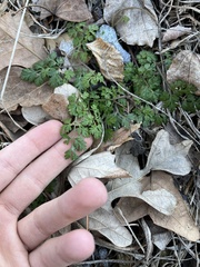 Chaerophyllum procumbens