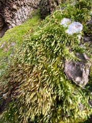 Plagiothecium undulatum