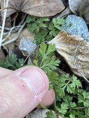 Chaerophyllum procumbens