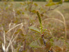 Betula glandulosa