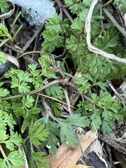 Chaerophyllum procumbens