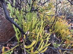 Lycopodium venustulum