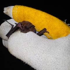 Nyctinomops laticaudatus