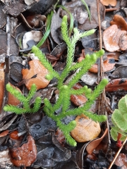 Lycopodium venustulum
