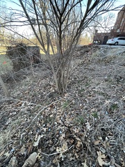 Chaerophyllum procumbens