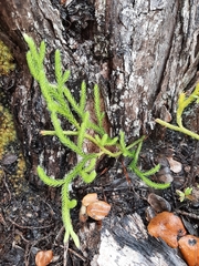 Lycopodium venustulum