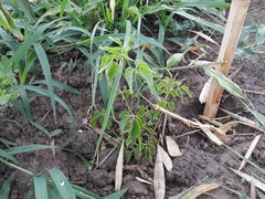 Amphilophium carolinae