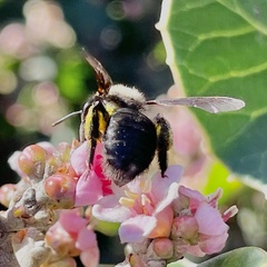 Melandrena