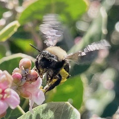 Melandrena