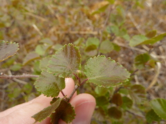 Betula glandulosa