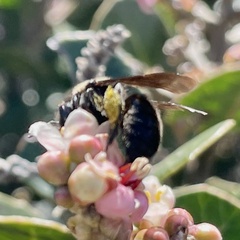 Melandrena