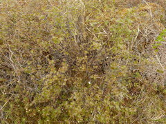 Betula glandulosa