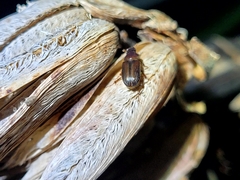 Acrossidius tasmaniae