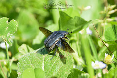 Protaetia opaca