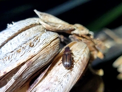 Acrossidius tasmaniae