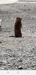 Marmota monax