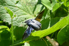 Protaetia opaca