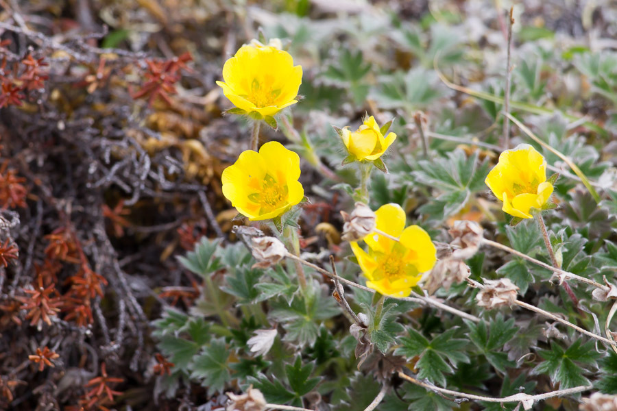 High Arctic Cinquefoil