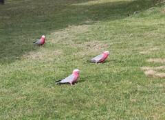 Eolophus roseicapilla