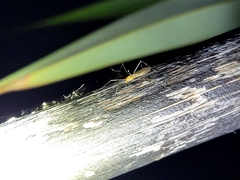 Limoniidae