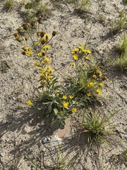 Heterotheca
