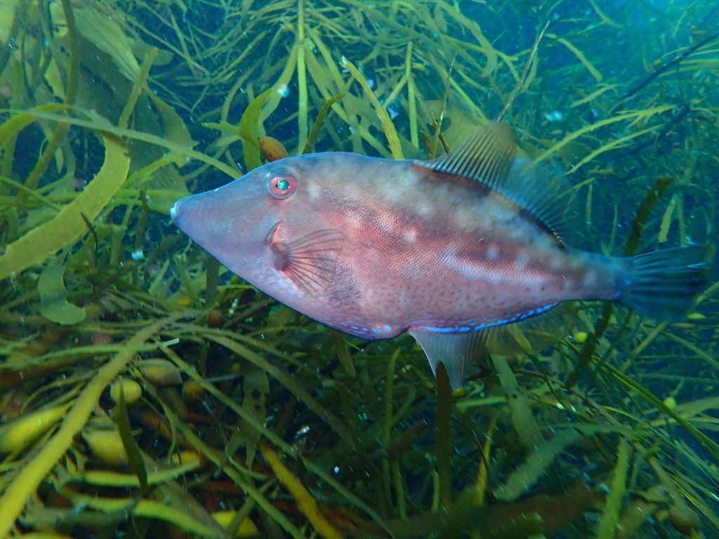 Toothbrush Leatherjacket from South Pacific Ocean, Eaglehawk Neck, TAS