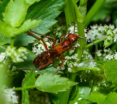 Sphictostethus nitidus