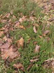 Calluna vulgaris
