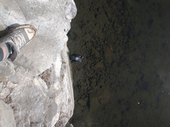 Columba livia domestica