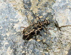 Neocicindela tuberculata