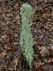 Usnea ceratina
