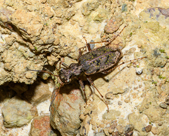 Neocicindela